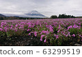 Shibazakura和富士山 63299519