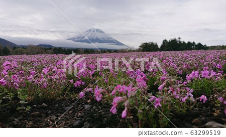 Shibazakura和富士山 63299519