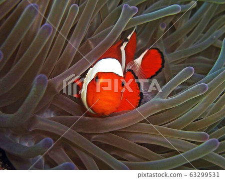 Hello! Nemo! 63299531