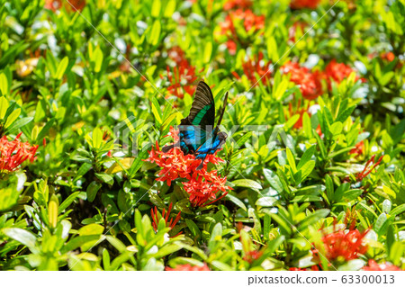 Incredibly beautiful day tropical butterfly 63300013