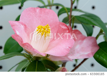 Loran ... Tsubaki 63300185