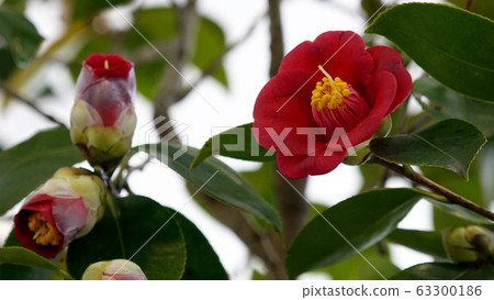 Forest star: Tsubaki 63300186