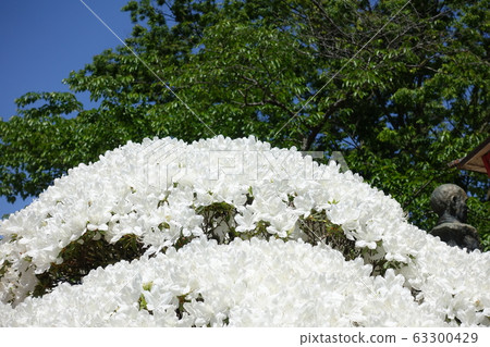 Azalea in full bloom 63300429