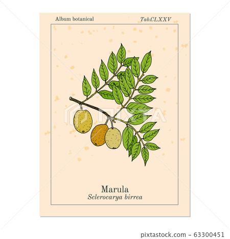 Marula sclerocarya birrea , or jelly plum, cat thorn, morula, cider tree, medicinal plant 63300451