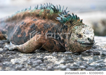 俯臥的加拉帕戈斯海鬣蜥 63300493
