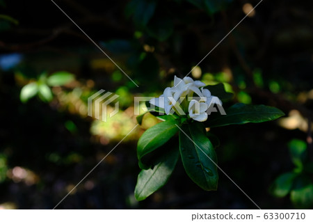 Sinking flower Sinking flower 63300710