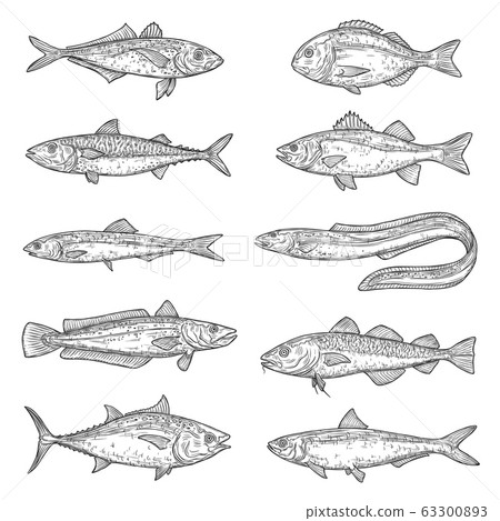 Salmon, tuna, mackerel, carp, cod fish sketches 63300893