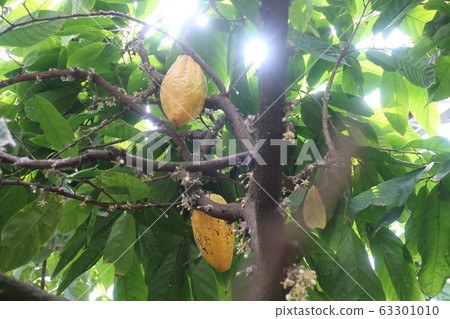 Cacao Cacao 63301010