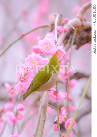 Dangling plum and mezzo 63301100