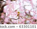 懸垂的梅花和梅佐 63301101
