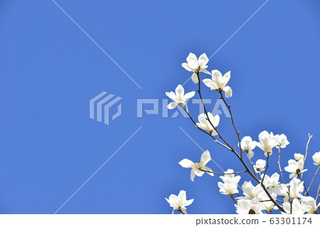 Haku Mokuren(Shiraki Ren) Haku Mokuren(Shiraki Ren) 63301174