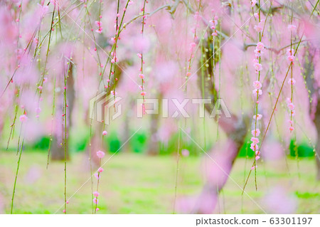 梅花樹 梅花樹 63301197