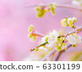 梅花樹 63301199