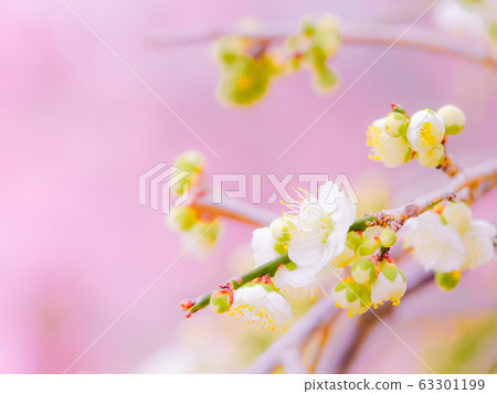 梅花樹 梅花樹 63301199
