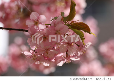 Kawazu cherry blossoms, full bloom Kawazu cherry blossoms, full bloom 63301235