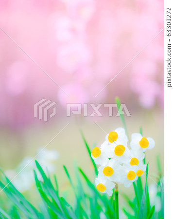 梅花和水仙花 梅花和水仙花 63301272