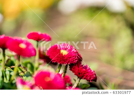 花壇 花壇 63301977