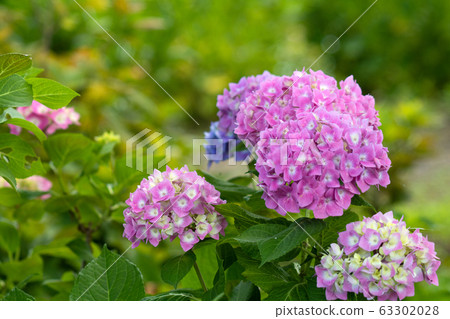 Hydrangea and early summer light 63302028
