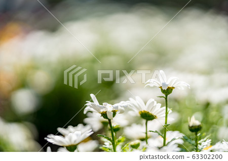 flower bed flower bed 63302200