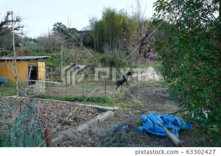 山羊/長鬍鬚/中 63302427