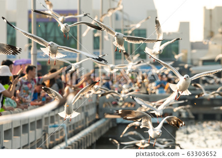 Bang Pu and visitors feeding thousands of seagulls 63303652