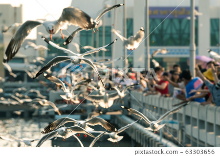 Bang Pu and visitors feeding thousands of seagulls 63303656