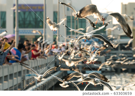 Bang Pu and visitors feeding thousands of seagulls 63303659