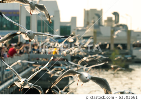 Bang Pu and visitors feeding thousands of seagulls 63303661