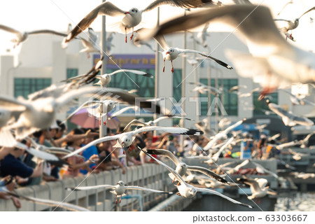 Bang Pu and visitors feeding thousands of seagulls Bang Pu and visitors feeding thousands of seagulls 63303667
