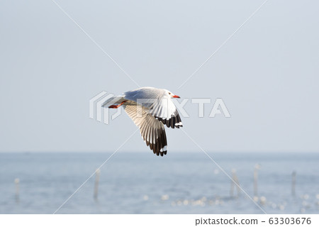 Bird (Seagulls) flying on the sky at a nature sea 63303676