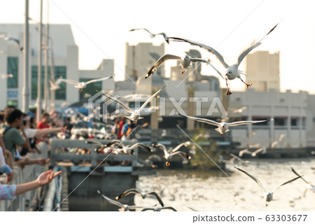 Bang Pu and visitors feeding thousands of seagulls 63303677