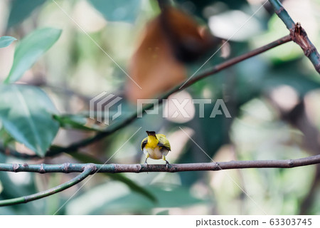 Bird (Swinhoes White-eye) in the nature wild Bird (Swinhoes White-eye) in the nature wild 63303745