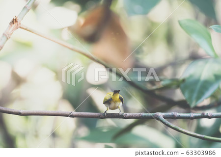 Bird (Swinhoes White-eye) in the nature wild 63303986