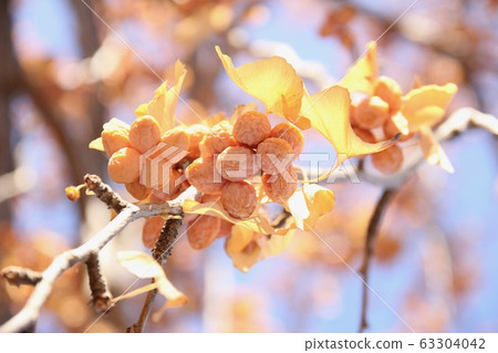 Ginkgo fruit 63304042