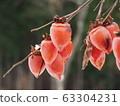 persimmon 63304231