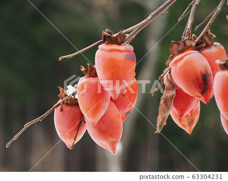 persimmon 63304231