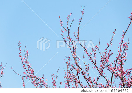 梅花 63304782