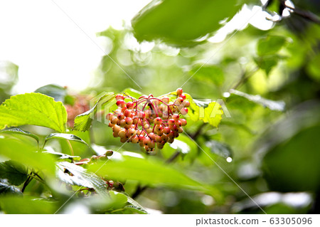 Red berries on a tree Red berries on a tree 63305096