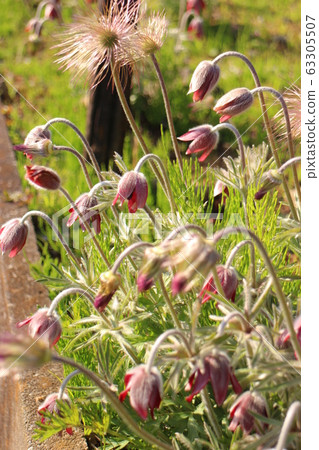 一群omnia草 一群omnia草 63305507