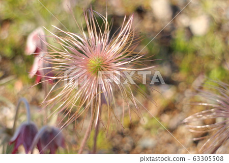 A group of omnia grasses A group of omnia grasses 63305508