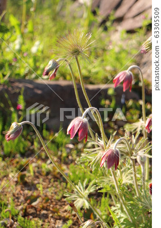 一群omnia草 一群omnia草 63305509