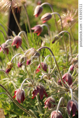 A group of omnia grasses A group of omnia grasses 63305511