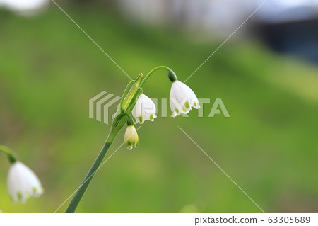 香草水仙花 香草水仙花 63305689