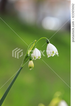 Suzuran Narcissus Suzuran Narcissus 63305692