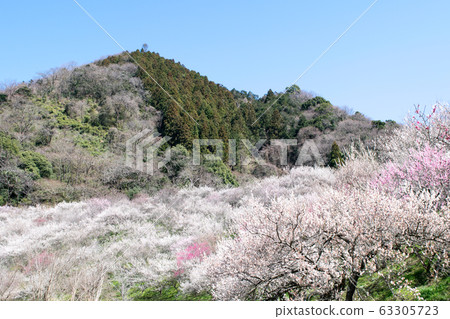 Mt. Takao Takao Umezo Kinoshita Bairin (Kesadowabirin) Mt. Takao Takao Umezo Kinoshita Bairin (Kesadowabirin) 63305723