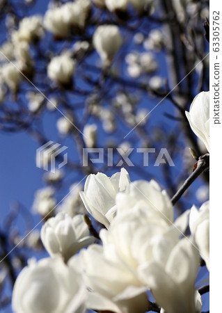 Haku Mokren 63305762