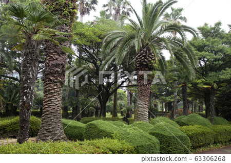Palm trees on the roadside 63306268