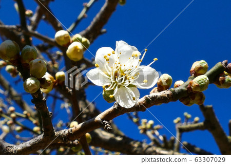 White plum blossom in full bloom in spring 63307029