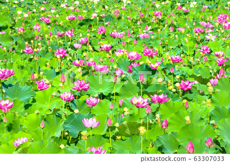 Samrak Ecological Park Lotus Flowering Village in Bloom 63307033