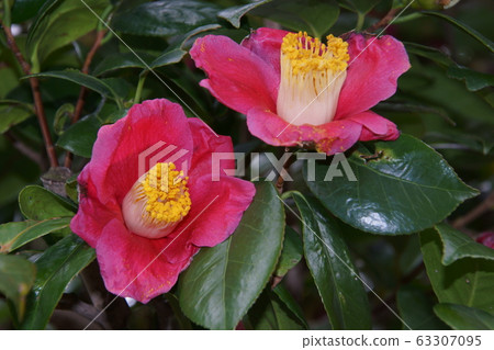 茶花 茶花 63307095